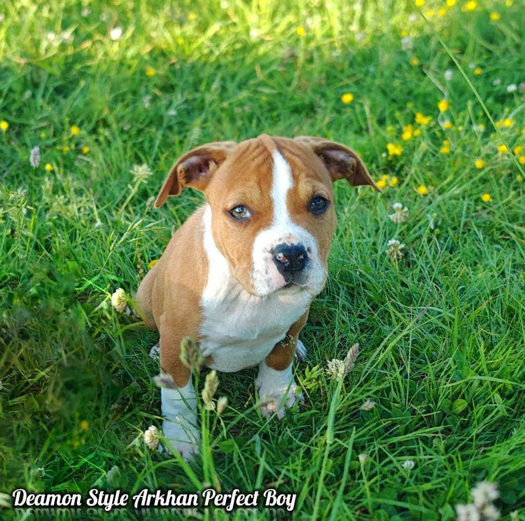 Deamon Style - Chiots disponibles - American Staffordshire Terrier