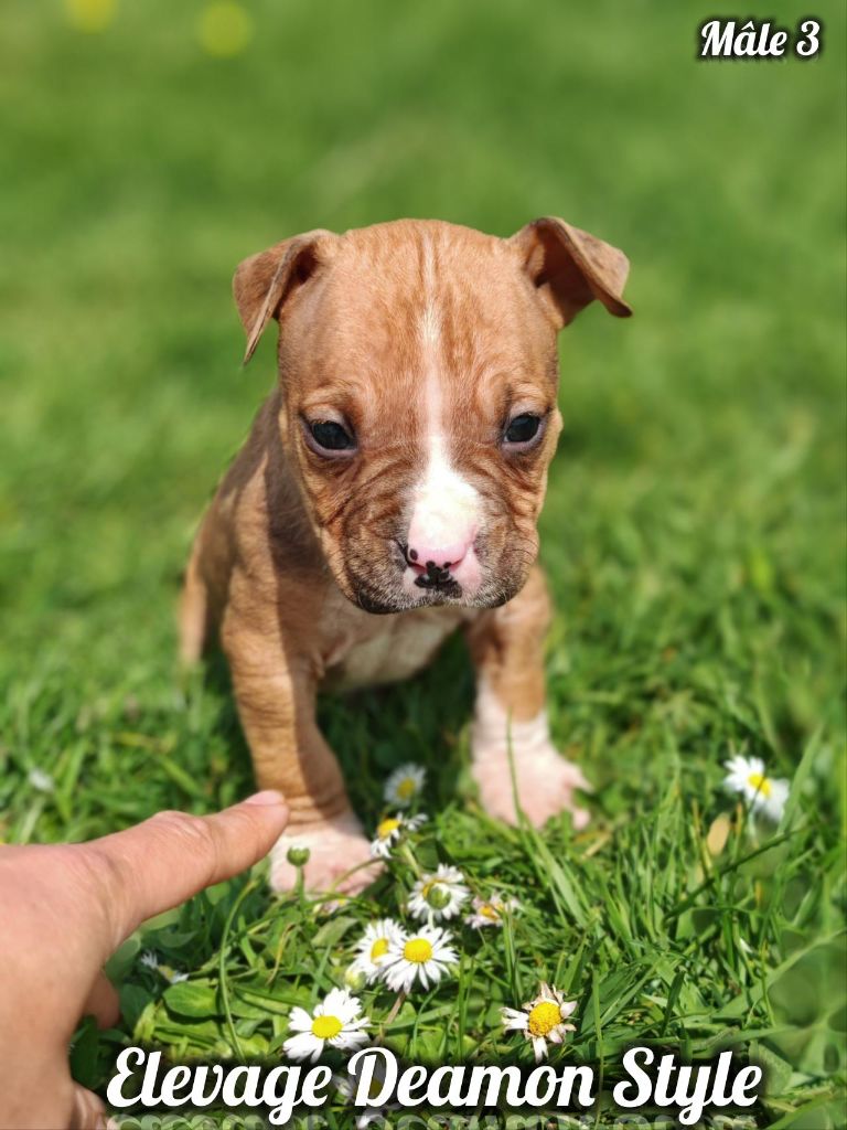 Deamon Style - Chiots disponibles - American Staffordshire Terrier