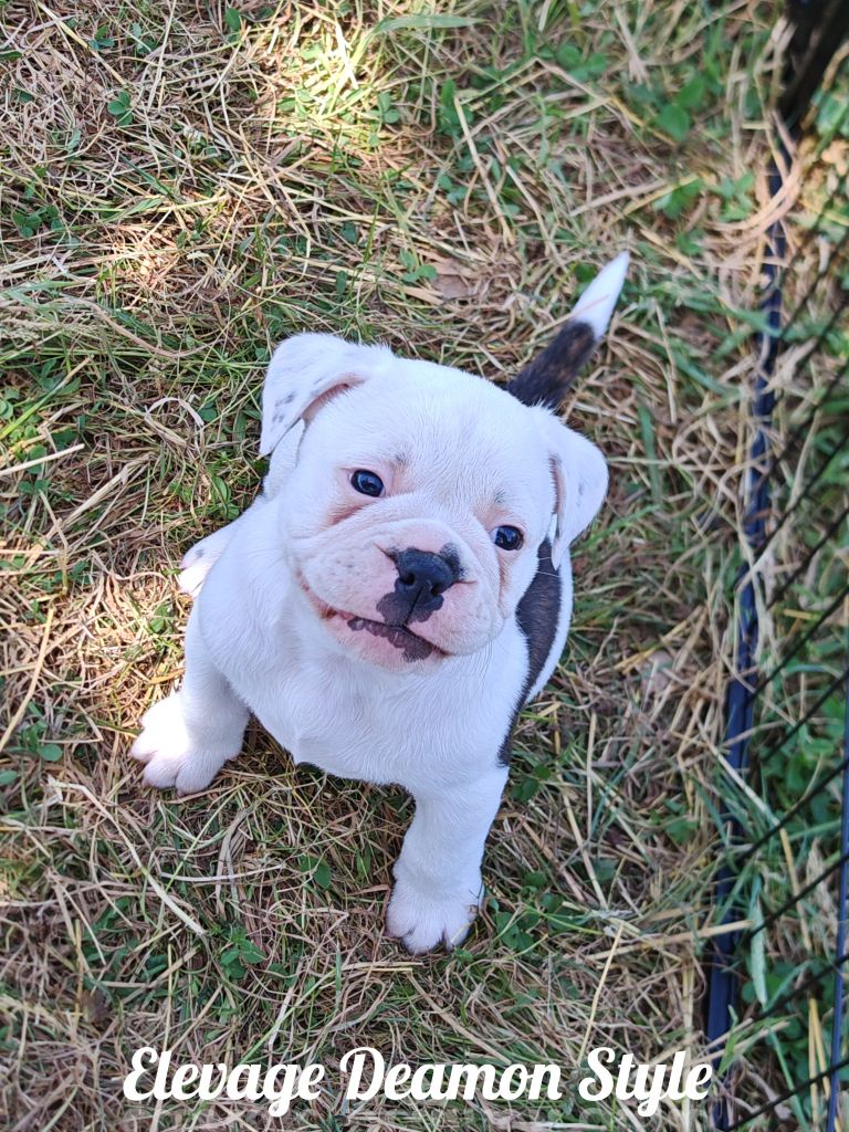 Deamon Style - Chiots disponibles - Bulldog continental