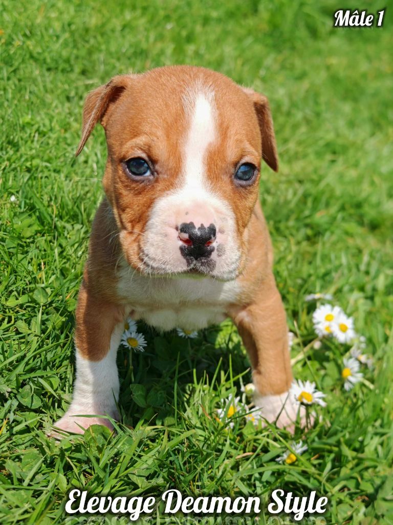 Deamon Style - Chiots disponibles - American Staffordshire Terrier