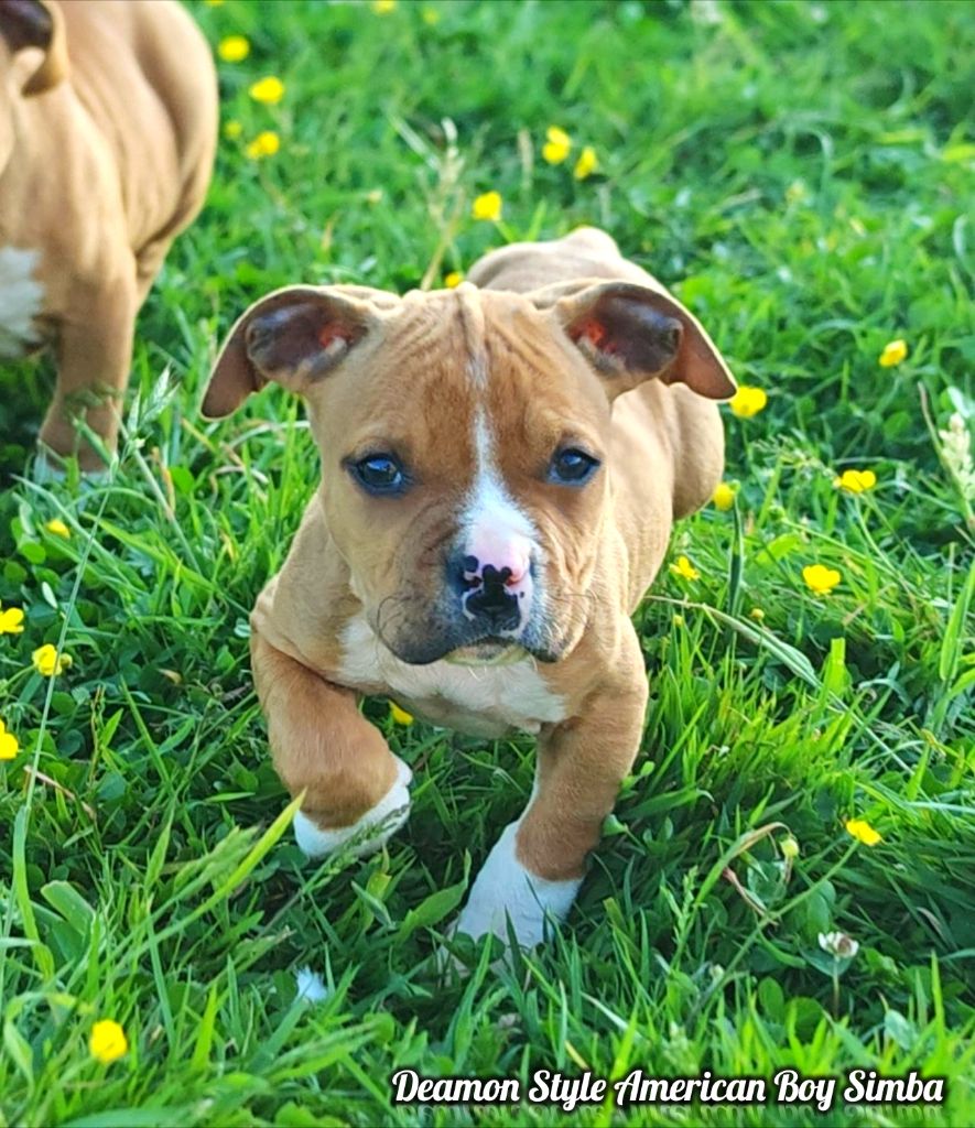 Deamon Style - Chiots disponibles - American Staffordshire Terrier