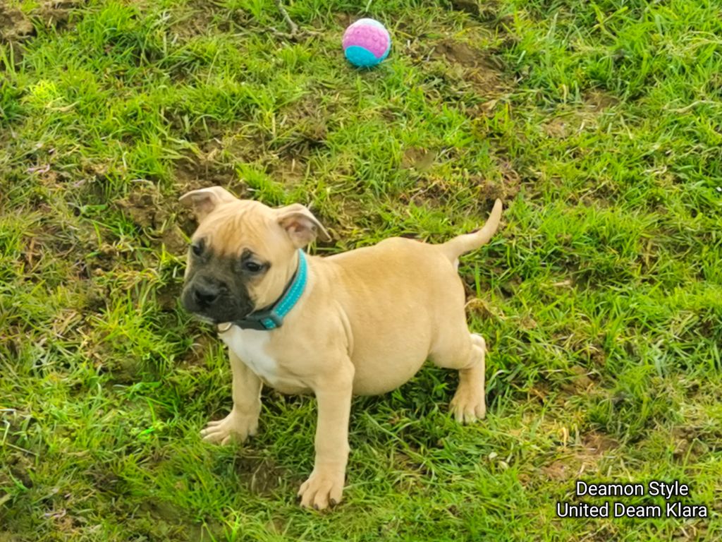 Deamon Style - American Staffordshire Terrier - Portée née le 21/12/2023