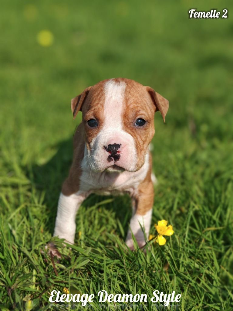 Deamon Style - Chiots disponibles - American Staffordshire Terrier