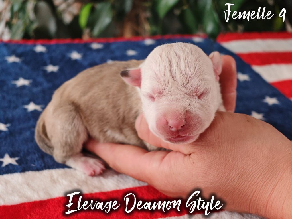 Deamon Style - Chiots disponibles - American Staffordshire Terrier