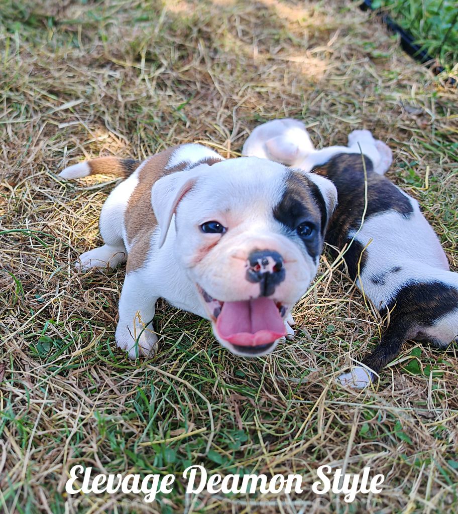 Deamon Style - Chiots disponibles - Bulldog continental