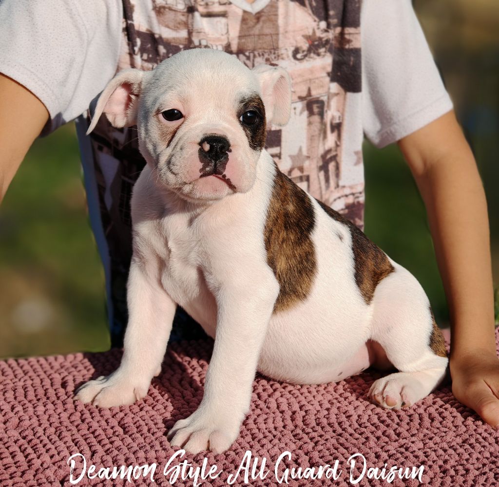 Deamon Style - Chiots disponibles - Bulldog continental