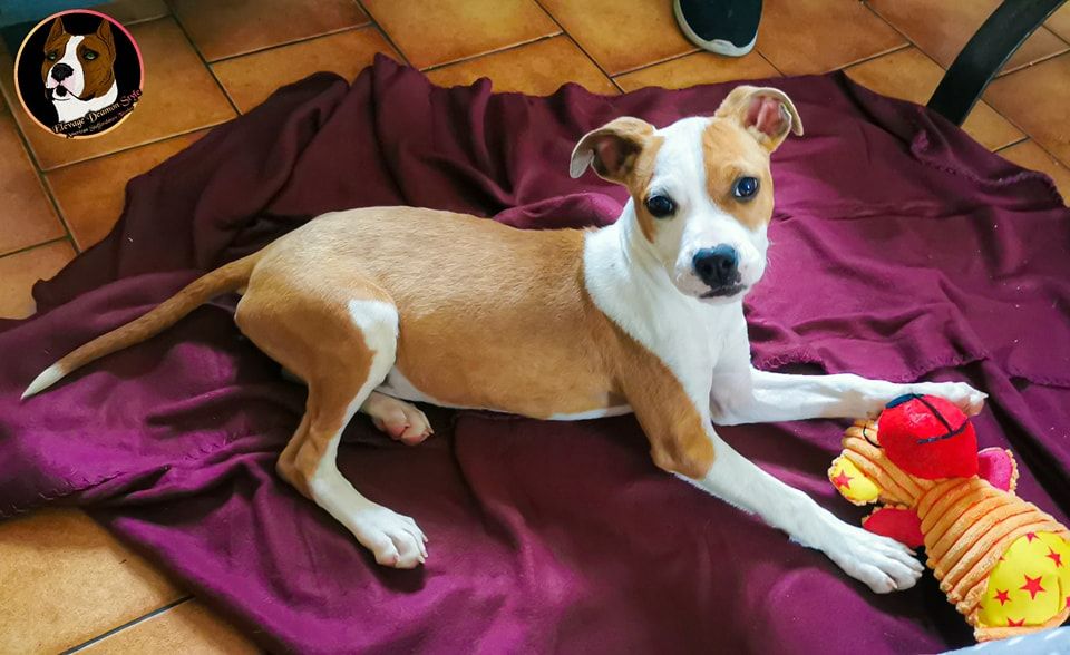 Deamon Style - American Staffordshire Terrier - Portée née le 01/06/2022