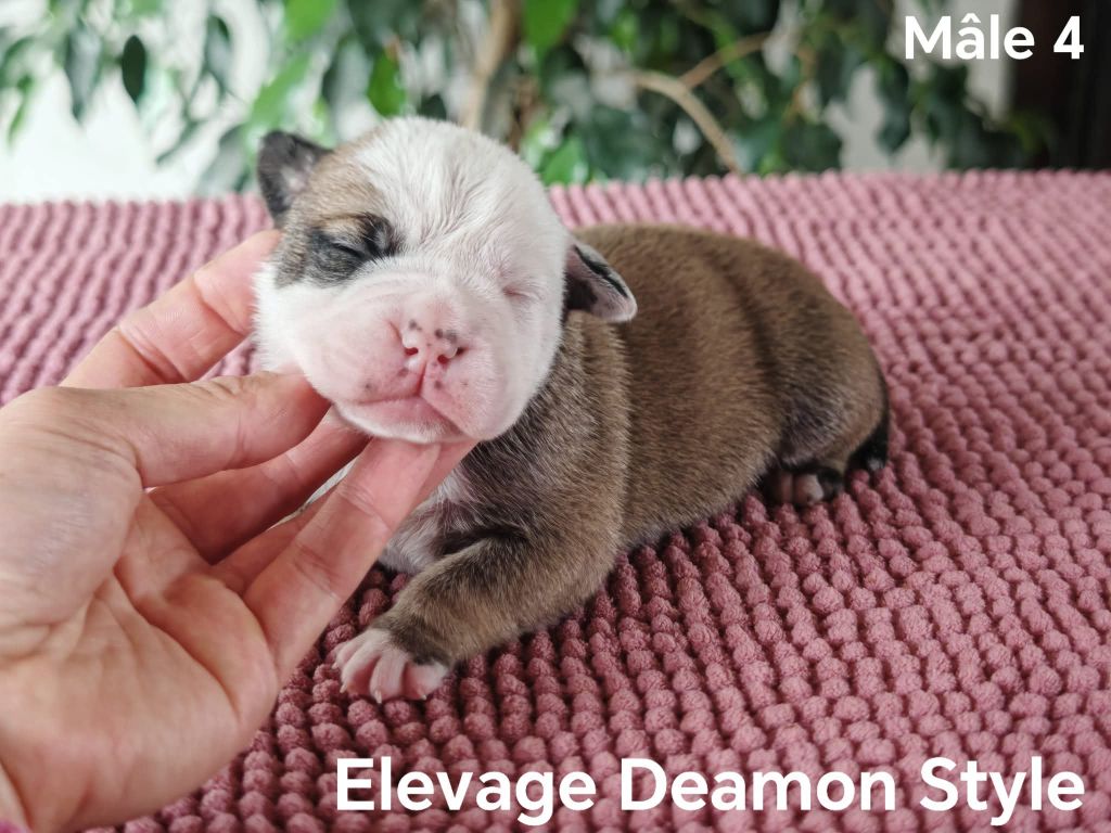 Deamon Style - Chiots disponibles - Bulldog continental