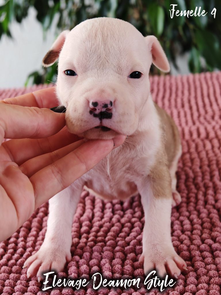 Deamon Style - Chiots disponibles - American Staffordshire Terrier