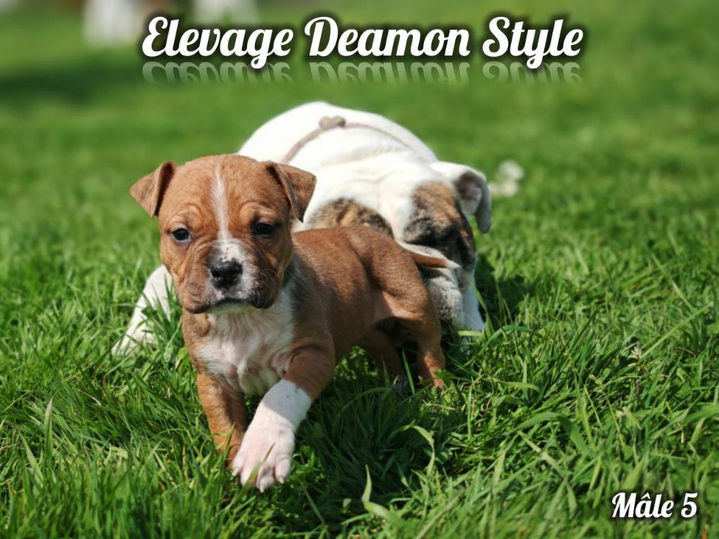 Deamon Style - Chiots disponibles - American Staffordshire Terrier