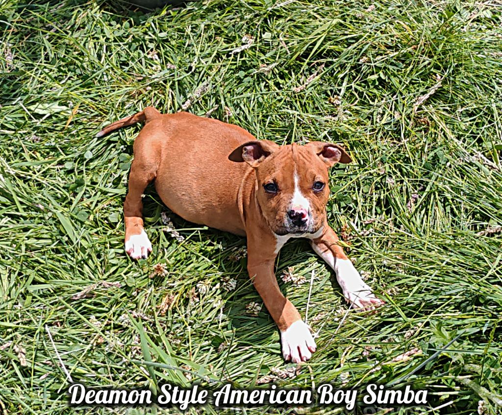 Deamon Style - Chiots disponibles - American Staffordshire Terrier