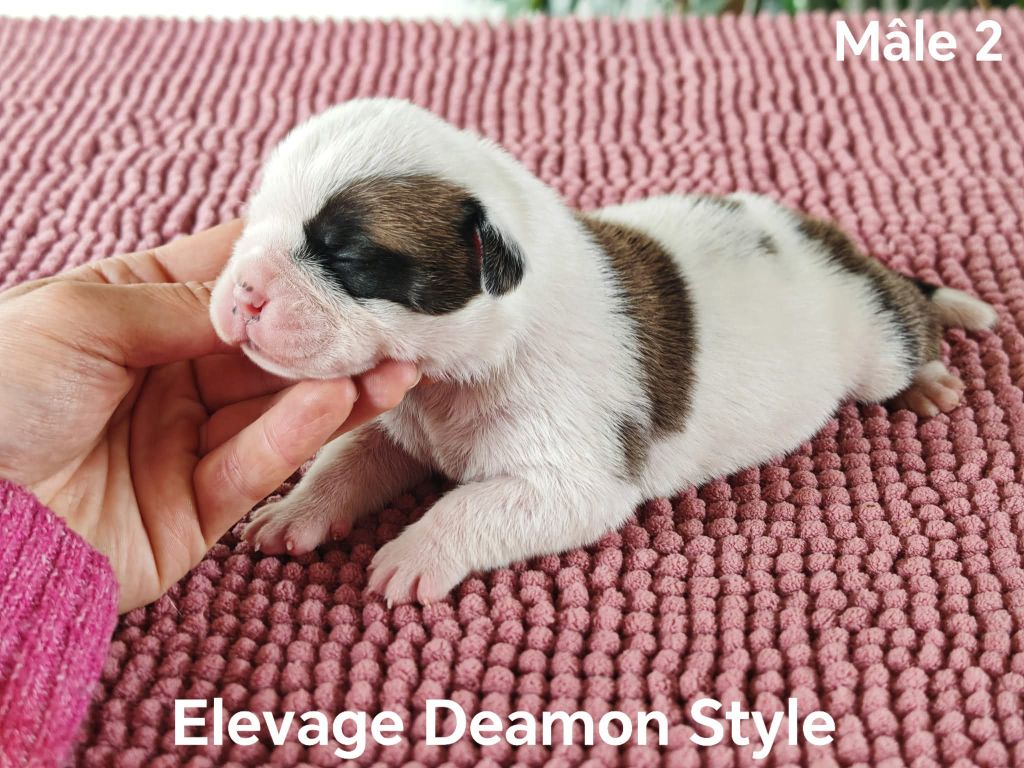 Deamon Style - Chiots disponibles - Bulldog continental