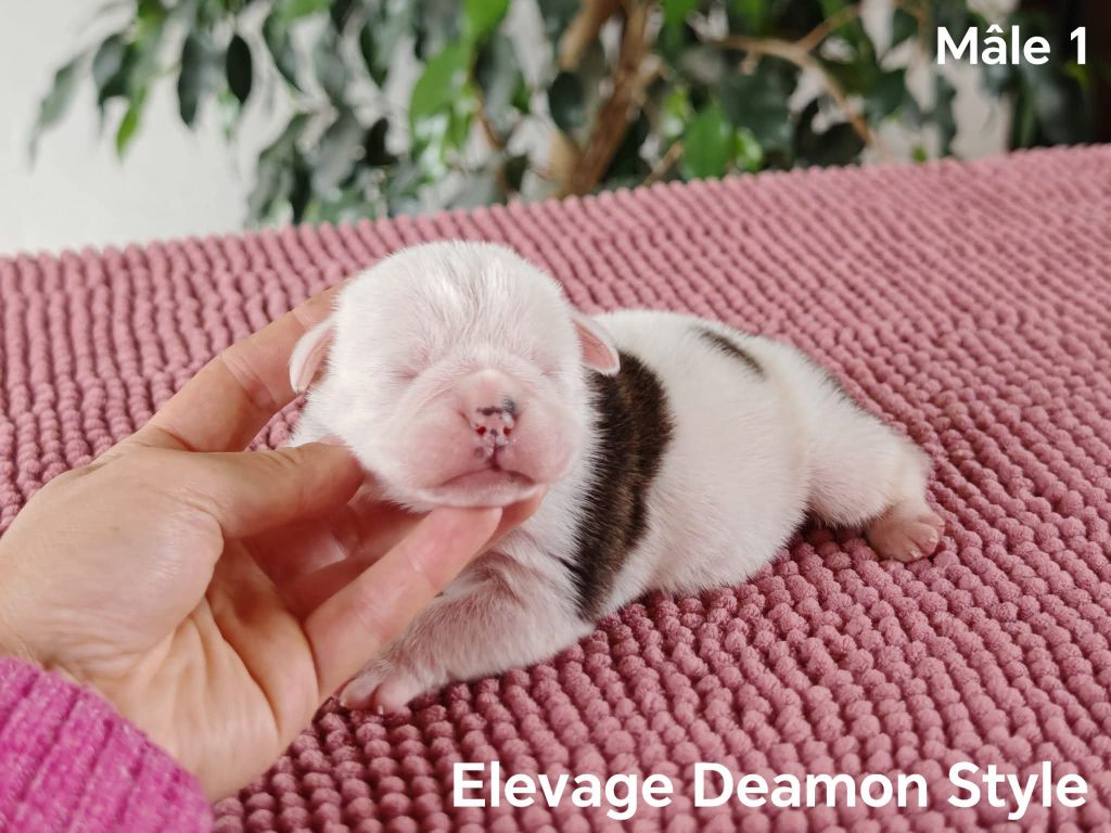 Deamon Style - Chiots disponibles - Bulldog continental
