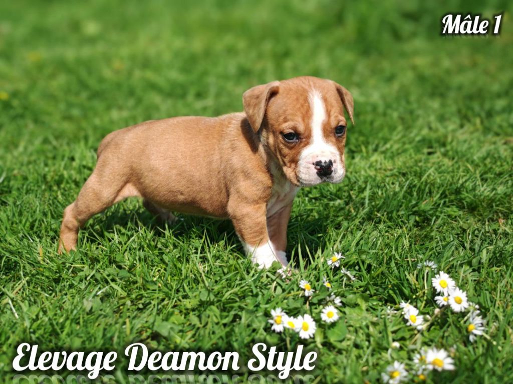 Deamon Style - Chiots disponibles - American Staffordshire Terrier