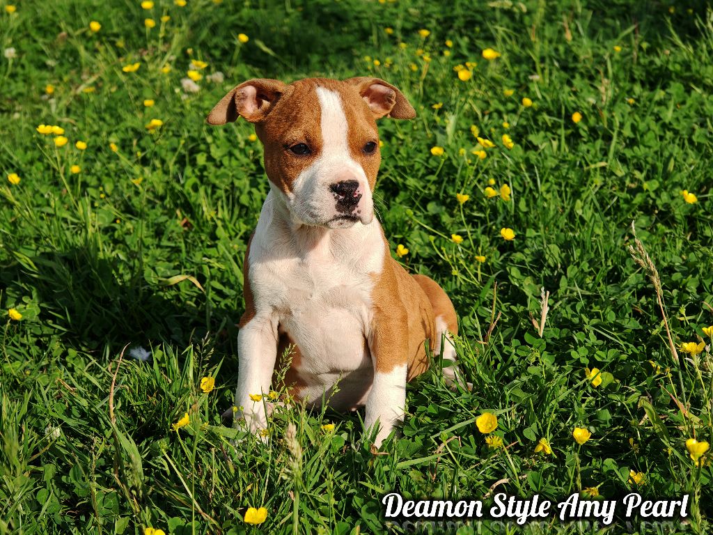 Deamon Style - Chiots disponibles - American Staffordshire Terrier