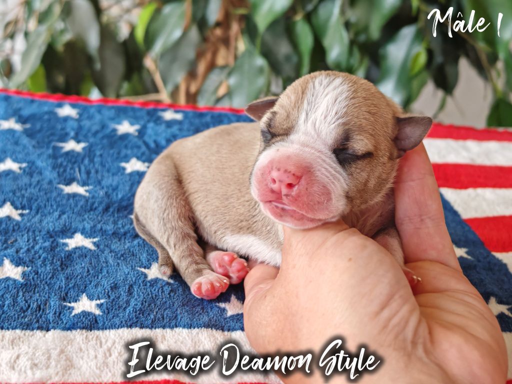 Deamon Style - Chiots disponibles - American Staffordshire Terrier