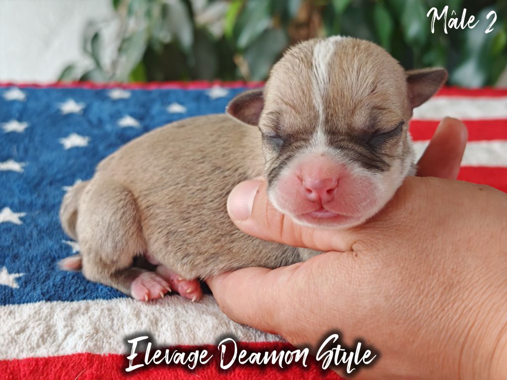 Deamon Style - Chiots disponibles - American Staffordshire Terrier