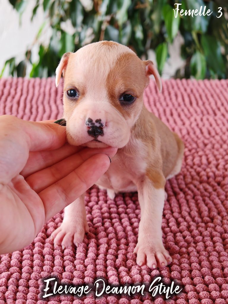 Deamon Style - Chiots disponibles - American Staffordshire Terrier