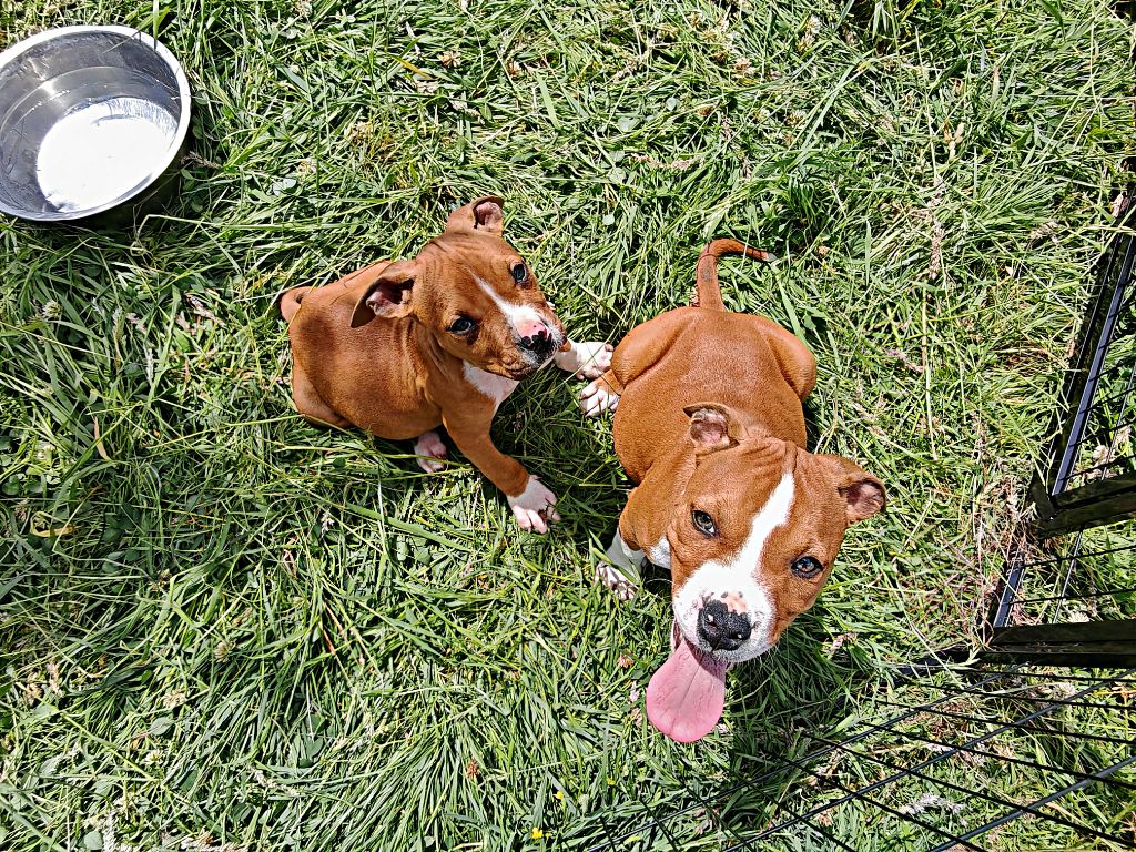 Deamon Style - American Staffordshire Terrier - Portée née le 17/03/2025