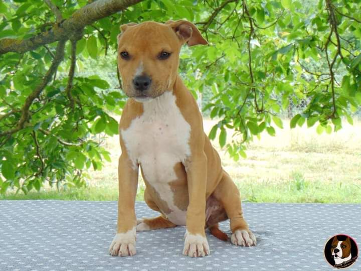 Deamon Style - American Staffordshire Terrier - Portée née le 03/04/2023