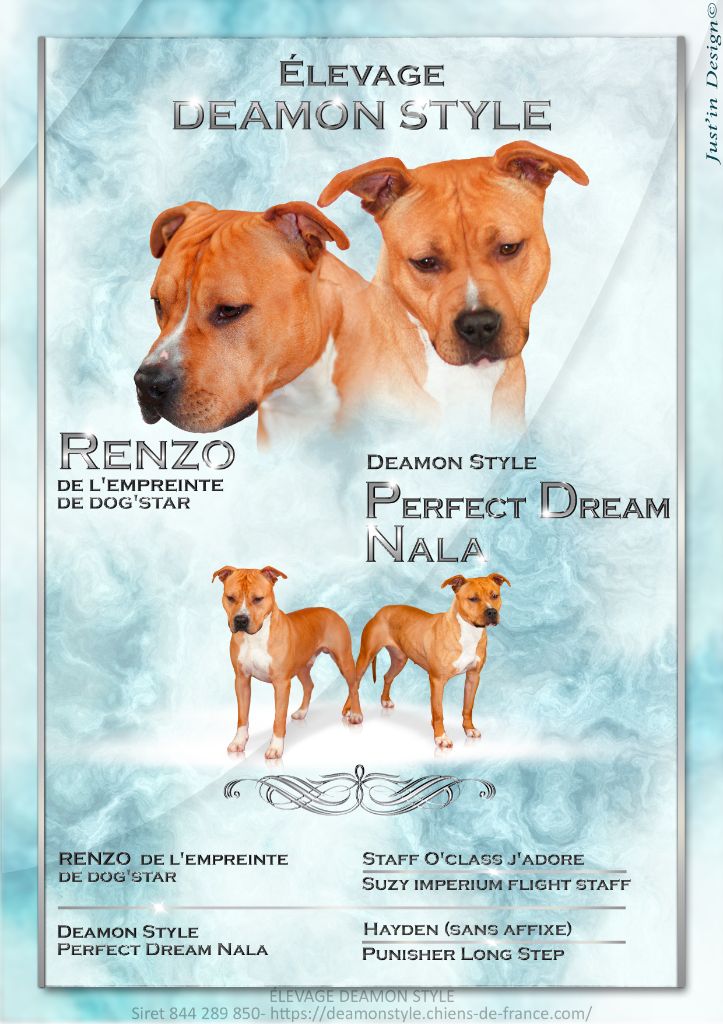 Deamon Style - American Staffordshire Terrier - Portée née le 03/02/2022